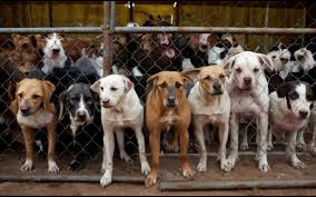 175 Dogs Rescue from Hoarders in Slidell Mississippi 2011 Episode